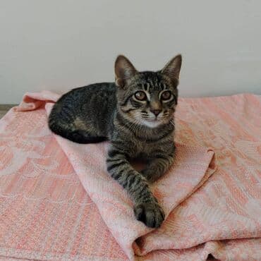 кошка в добрые руки: Самец, В добрые руки — 4