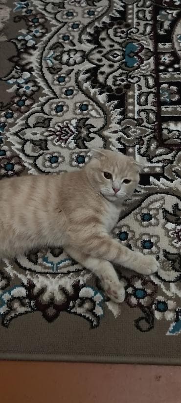 K/t heyvanları və malları: Şotland — 5