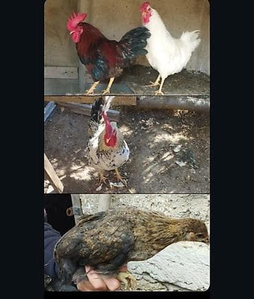 ligorin toyuq satilir: Toyuq cücələri, Ətlik — 4