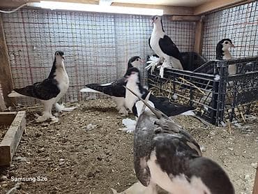 ari satilir: 6 dene delfin biri 25 manat. kom satilir — 2