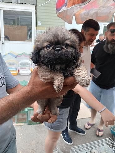 pudel satilir 2020: Pekines, Sənədli — 9