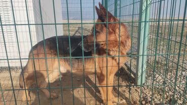 Alman çoban iti, Erkek