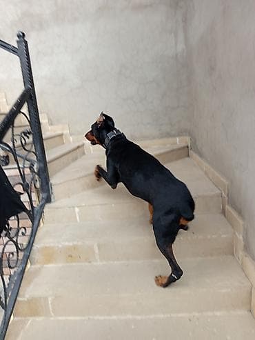 haski itləri: Doberman, 1 il, Erkek, Ünvandan götürmə — 3