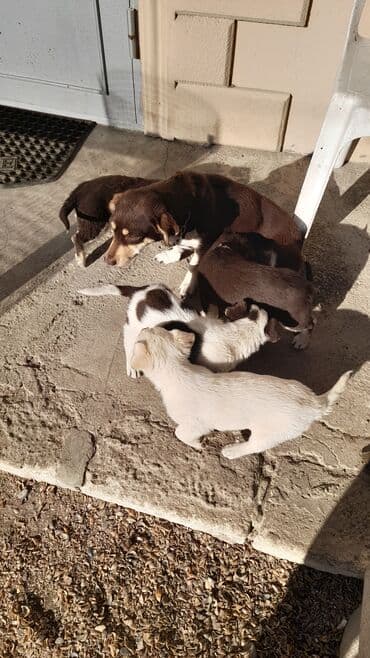 Akvariumlar: Zvanok balalari tecili satilir tam saglamdilar 3 erkey 1 diwi unvan — 2