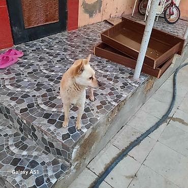 balaca boyumeyen itler: Şpitz — 1