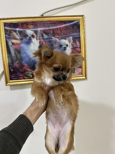 basenc itleri: Çixuahua, 6 ay, Dişi, Peyvəndli, Ödənişli çatdırılma — 2