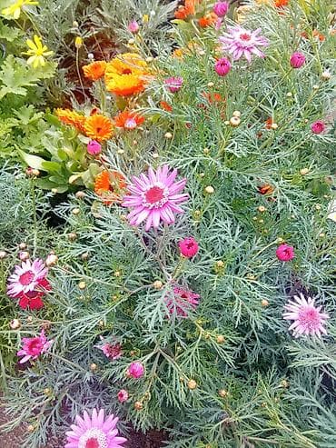 Rəngarəng dekorativ balkon və bağ gülləri – saksıda Məhsul təsviri: -