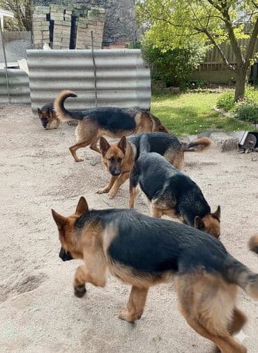 Gəmiricilər: Alman çoban iti, 8 ay, Dişi, Peyvəndli, Ünvandan götürmə — 5