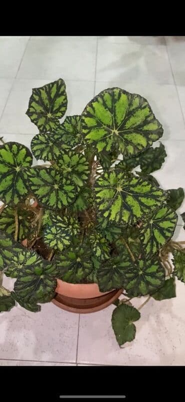 beqoniya bitkisi: Bu begoniya bitkisi iri, yaşıl və qara naxışlı yarpaqları ilə — 4