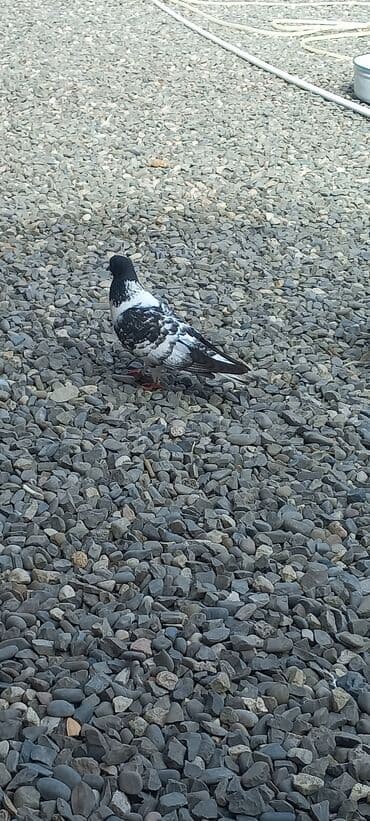 göyercin yuvası: Məhsul: Qüvvətli uçuş və baxımlı görünüşə malik ev göyərçinləri — 22