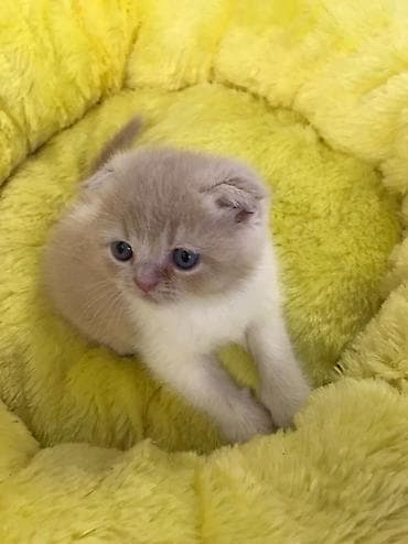 sibir pisiyi: Şotland yastı qulaq — 4