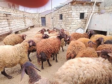 coban axtaranlar: Qoyun sürüsü – yerli ətlik/yunlu tip - Tərkib: eyni həyətdə — 9