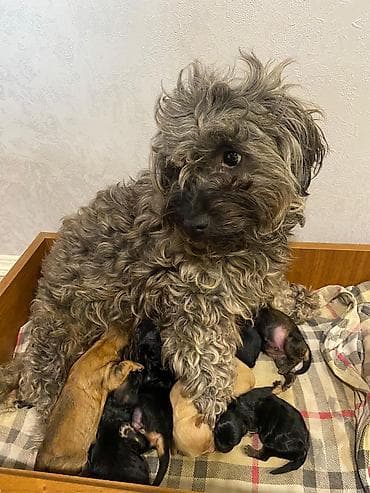 ana ari satisi: 1 ay, Peyvəndli, Ödənişli çatdırılma — 2