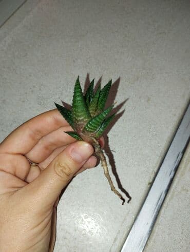 otaq bitkilərinin adları: Хавортия! — 2