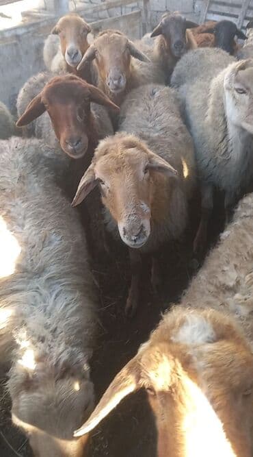 mal qoyun: Salam tam saglam 12 bogaz qoyunlar — 3