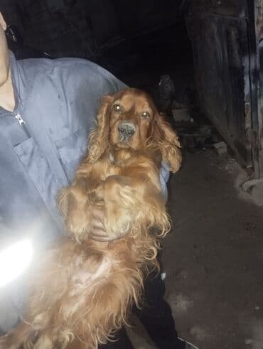 pitbul itleri: İrland Setter cinsi itlər koker spangel erkək bir yaş barterdə var — 2