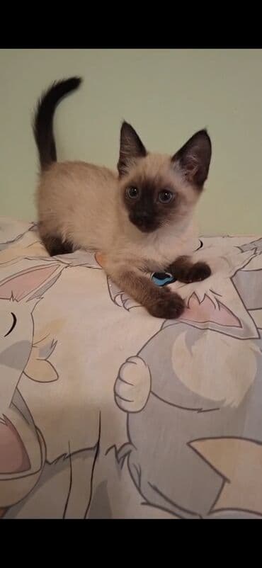 yuxuda ördək balası görmək: Şotland yastı qulaq — 3