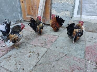 kənd toyuqu: Toyuq, Damazlıq — 2