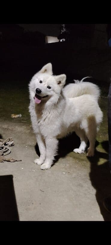 pulsuz it verilir: Samoyed, 9 ay, Erkek, Peyvəndli, Ünvandan götürmə — 4