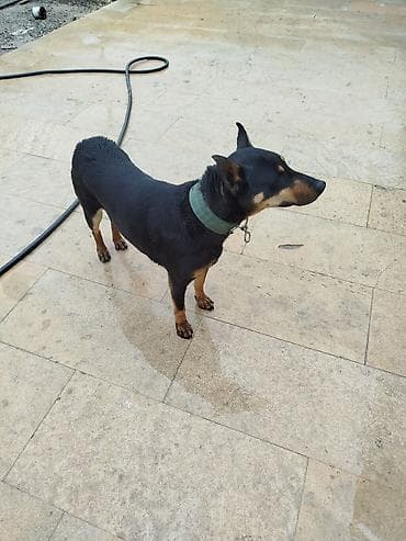 qurdbasar satisi: Doberman, 1 il, Dişi, Peyvəndli, Ödənişli çatdırılma — 6