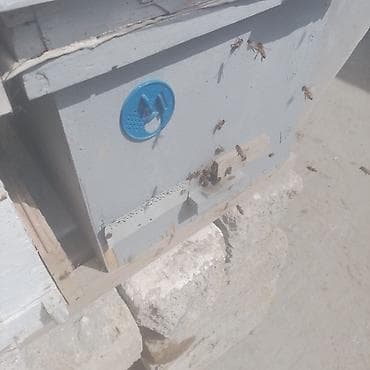 mustanq heyvan: Arı ailələri və mini arıxanalar - Taxta mini-kovanlar: şəkillərdəki — 2