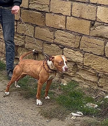 pitbull satılır: Pitbul — 1