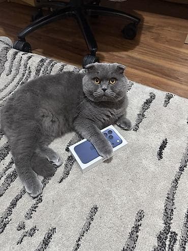 Şotland yastı qulaq, Erkək, Yaxşı əllərə, Ödənişli çatdırılma