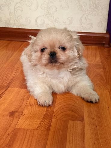 menali it adlari: Pekines, 2 ay, Erkek, Ünvandan götürmə — 1