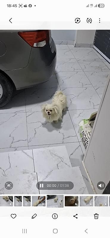 heyvanlar: Pekines, 8 ay, Erkek — 6