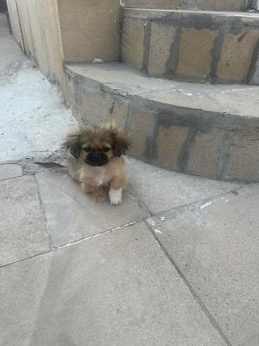 Pekines, 2 ay, Erkək, Ünvandan götürmə