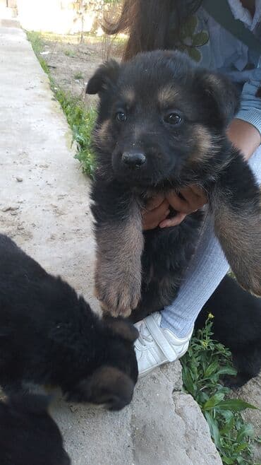 tuklu itlər: Alman çoban iti, 2 ay, Erkek, Peyvəndli, Ödənişli çatdırılma — 2