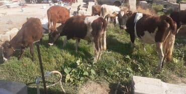 Qazlar: Cins danalar 900 den 1200 e geder Ot yem yiyen danalardi — 3