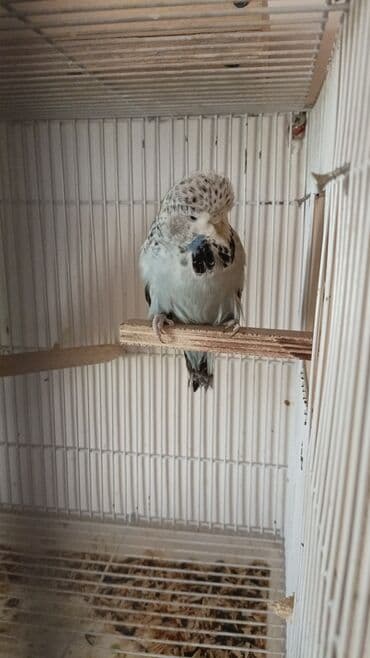 хаски цена в баку: Quşlar satılır 6 aylıq jumbo cüt 200manat 1 yaş 8 aylıq jumbo qarışıg — 9