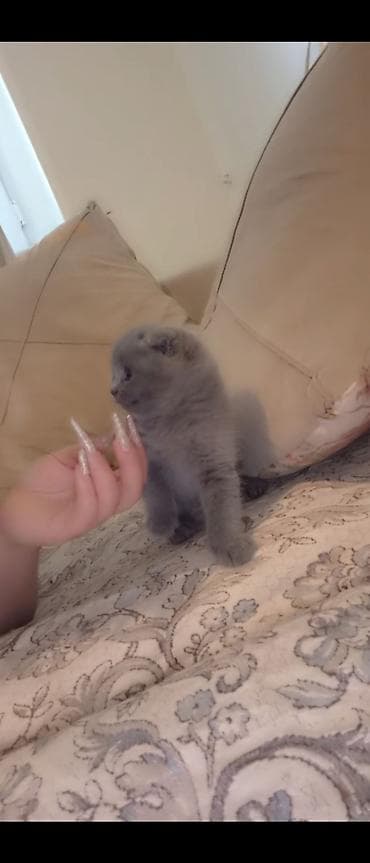 Şotland yastı qulaq