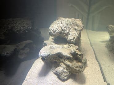 baliq tutmaq üçün yemler: Okean dashlari satilir trafeus saxliyanlar ucun okean akvariumu ucun — 3