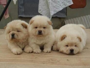 сколько стоит щенок: Çau-Çau — 6