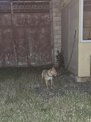 pisik sekilleri: Pitbul, 1 il, Dişi — 4