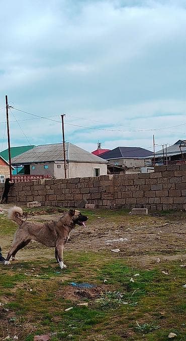 taksa iti satilir: Kanqal, 9 ay, Dişi — 3