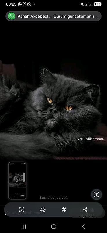 iri buynuzlu mal: Saf qara tüklü, uzun xəzə və qızılı-bürünc gözləri ilə seçilən pişik — 1