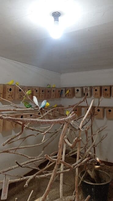 Akvariumlar: Vistavka şou quşları satılır 🦜 Qiymət: 60 AZN (1 ədəd) Mövcud say: 30 — 3