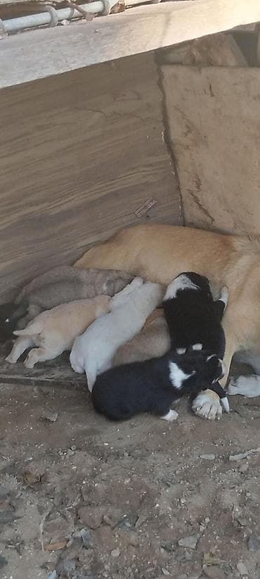 Peyvəndli lalafo.az -da Peyvəndli