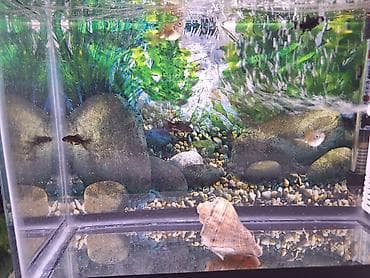 tap az qusar heyvanlar: 2 Akvarium Baliqlar hamsi birlikde 100 Manata satilir 051 920 19 91 — 5