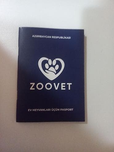 kanqal it: Alman çoban iti, 4 il, Erkek, Cütləşmə üçün — 2