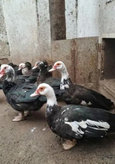 Inəklər, öküzlər: 30 ədəd 2 aylıq Lal ördək balaları. 9 ədəd böyük Lal ördək. 2 ədəd — 5