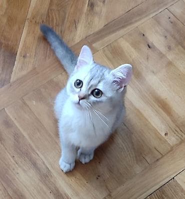 K/t heyvanları və malları: Şotland, Ünvandan götürmə — 3