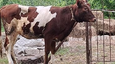 lal ordek nece gune bala cixarir: Dişi, Simental, il: 1, 300 kq — 2