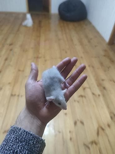 ereb ati satilir: Əldə tutulan kiçik, ağ rəngli siçovul. Bu gəmirici yumşaq tüklərə və — 3