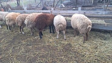 Inəklər, öküzlər: Kesimlik toğlular 6 eded var minimum qiymet 250baslayir — 4