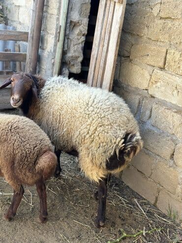 K/t heyvanları üçün mallar: İki illik qocdu sexsi heyetde saxlanilir cins baki qoyunudu kilosu 50 — 3