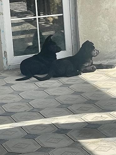 itlərin təlimi: İki qara rəngli balaca it balası - Sayı: 2 ədəd - Rəng: tam qara — 2